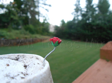 DIY Beauty and the Beast Rose